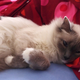 Illustration for article titled Fluffycat wants to know: How is your Tuesday going?